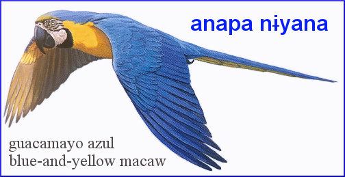 macaw